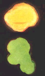 Анни Безант, Чарльз Ледбитер - Мыслеформы