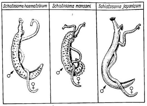 Давид Генис - Паразитология
