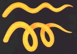 Анни Безант, Чарльз Ледбитер - Мыслеформы