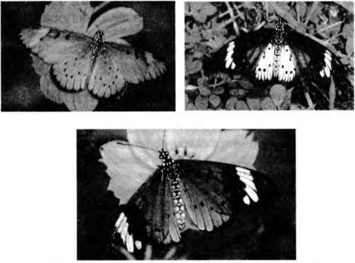 Марина Бутовская - Тайны пола. Мужчина и женщина в зеркале эволюции