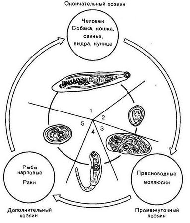 Давид Генис - Паразитология
