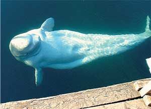 Влада Макарычева - Дальний Восток. Путеводитель