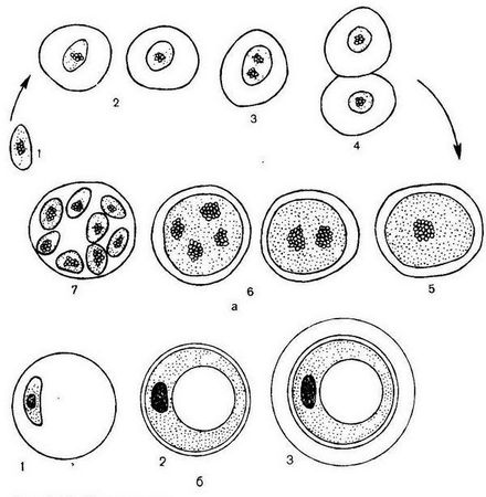 Давид Генис - Паразитология