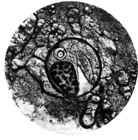 Давид Генис - Паразитология