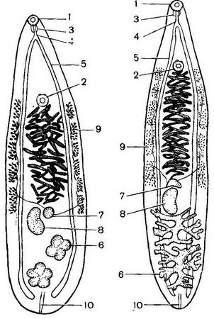 Давид Генис - Паразитология