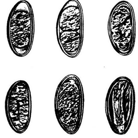 Давид Генис - Паразитология