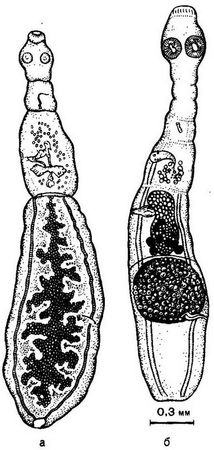 Давид Генис - Паразитология