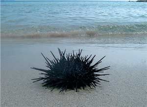 Влада Макарычева - Дальний Восток. Путеводитель