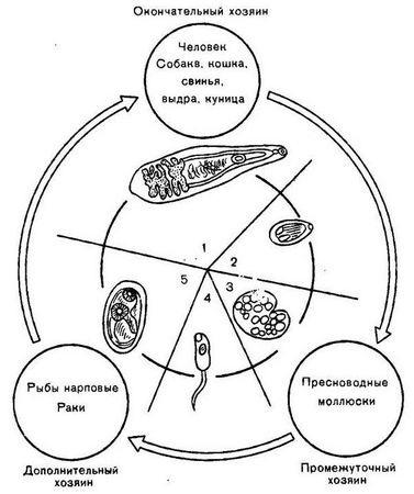 Давид Генис - Паразитология
