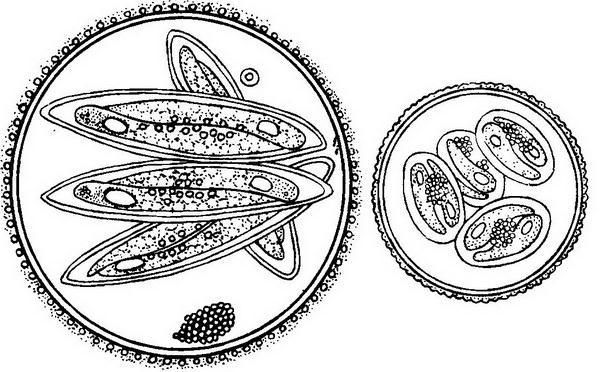 Давид Генис - Паразитология