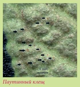 Татьяна Дорошенко - Луковичные растения