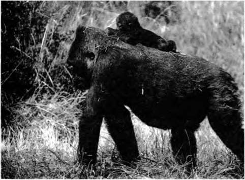 Марина Бутовская - Тайны пола. Мужчина и женщина в зеркале эволюции