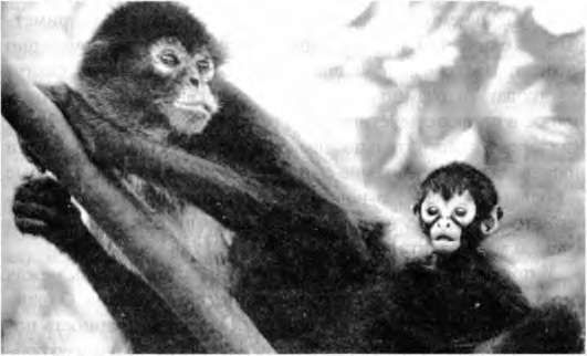 Марина Бутовская - Тайны пола. Мужчина и женщина в зеркале эволюции