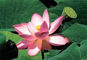 Влада Макарычева - Дальний Восток. Путеводитель