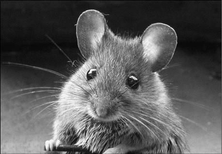 Николай Николаев, Василий Веденеев - 100 великих курьезов истории