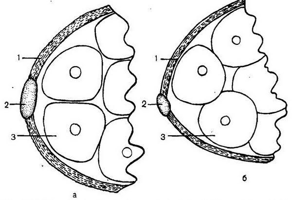 Давид Генис - Паразитология