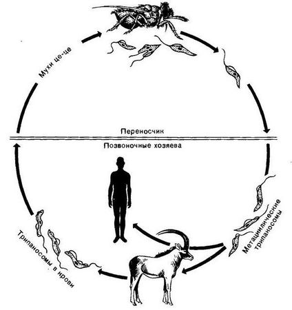 Давид Генис - Паразитология