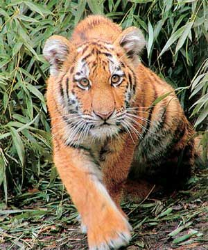 Влада Макарычева - Дальний Восток. Путеводитель