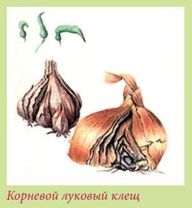 Татьяна Дорошенко - Луковичные растения