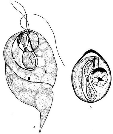 Давид Генис - Паразитология