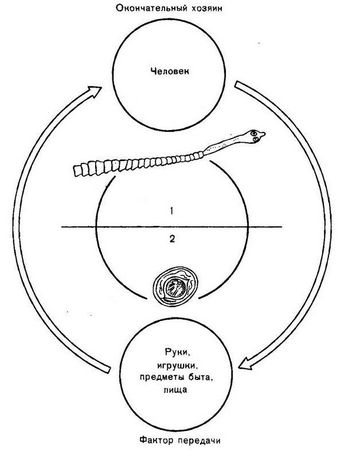 Давид Генис - Паразитология