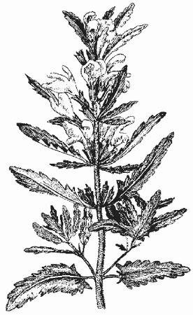 Ольга Шумахер, Оксана Петросян - Борьба с сорняками