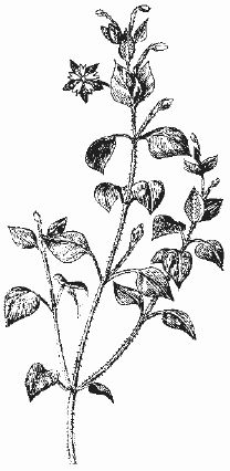 Ольга Шумахер, Оксана Петросян - Борьба с сорняками