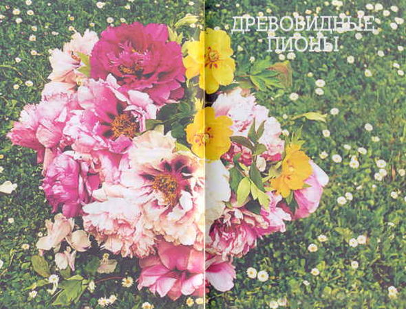 Марианна Успенская - Пионы