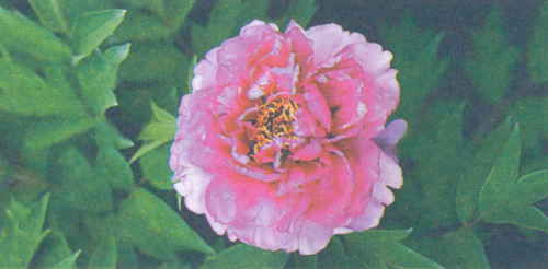 Марианна Успенская - Пионы