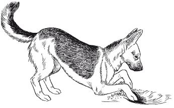 В. Гриценко - Перевоспитание собак