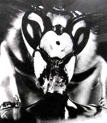 Иосиф Халифман - Четырехкрылые корсары