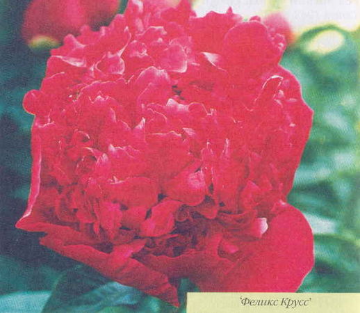 Марианна Успенская - Пионы