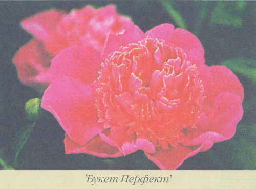 Марианна Успенская - Пионы