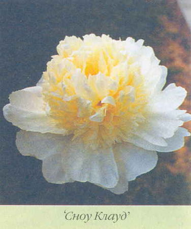 Марианна Успенская - Пионы