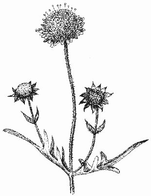 Ольга Шумахер, Оксана Петросян - Борьба с сорняками