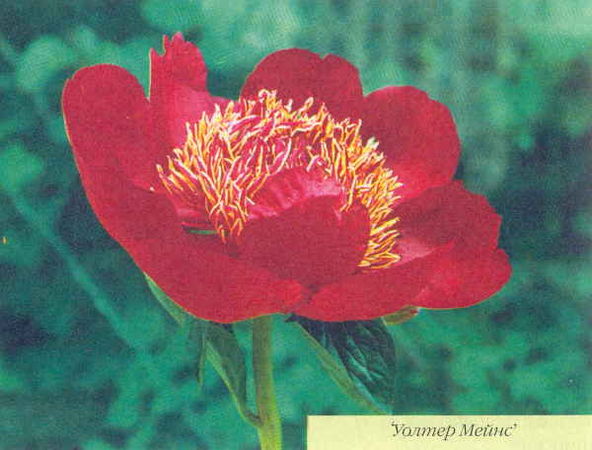 Марианна Успенская - Пионы