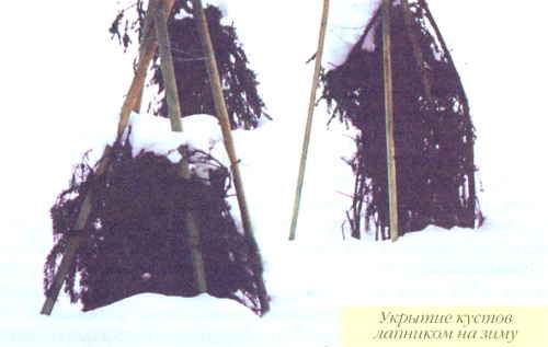 Марианна Успенская - Пионы