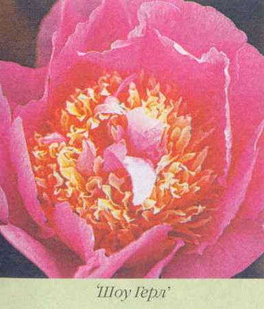 Марианна Успенская - Пионы