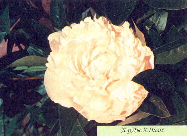 Марианна Успенская - Пионы