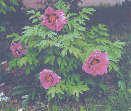 Марианна Успенская - Пионы