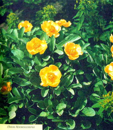 Марианна Успенская - Пионы