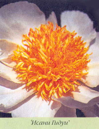 Марианна Успенская - Пионы