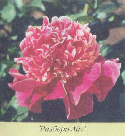 Марианна Успенская - Пионы