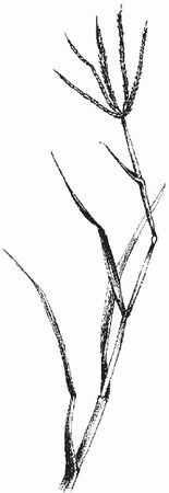 Ольга Шумахер, Оксана Петросян - Борьба с сорняками