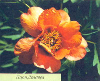 Марианна Успенская - Пионы