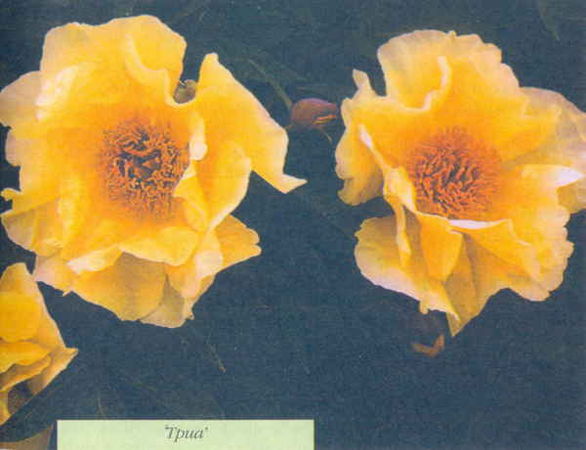 Марианна Успенская - Пионы