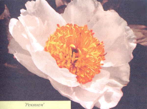 Марианна Успенская - Пионы