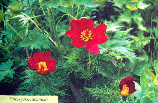 Марианна Успенская - Пионы