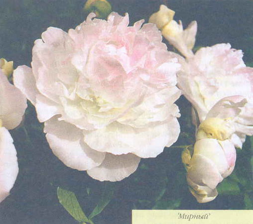 Марианна Успенская - Пионы