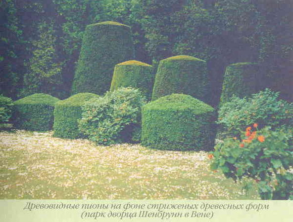 Марианна Успенская - Пионы